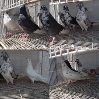 کبوتر پرشی همه خال داخلش هس