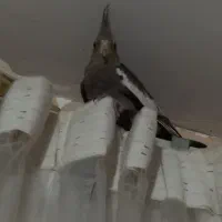 دو عدد عروس هلندی نرو ماده|پرنده|هشتگرد, خور|دیوار