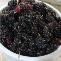 توت قرمز
