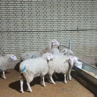 استخدام کارگر دامداری