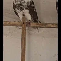 کفتر یا کبوتر توضیحات