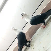 فرش|فرش|فردوس (خراسان), |دیوار