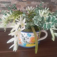 گلدون فنجونی