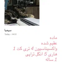 واگذاری گربه عقیم شده و واکسیناسیون شده در رشت