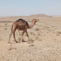 یک عدد شتر نر۴ ساله  (جعد گهود)