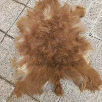 پوست طبیعی چرم بزغاله با مو دباغی شده سنتی