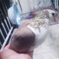 کفتر کبوتر جفت نر ماده فروشی و معاوضه|پرنده|آشخانه, |دیوار