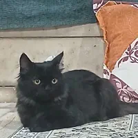 گربه فروشی،،