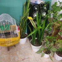 دوعددطوطی برزیلی شیطون خوشگل باقفس لوازم بازی|پرنده|امامزاده عبدالله, |دیوار