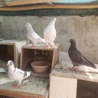 کبوتر دورگه
