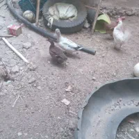 فروش دو عدد اردک پروازی