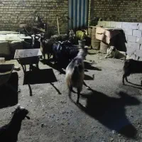 بز و بزغاله