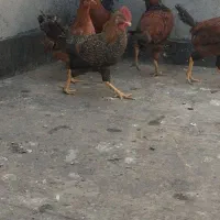 ۴ خروس و یک مرغ