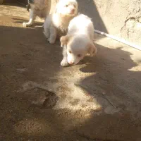 سگ پاکوتاه نر و ماده|سگ|رامیان, |دیوار