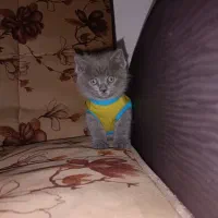 بچه گربه های اسکاتیش
