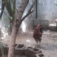 خروس جوان، روستای نظراقا