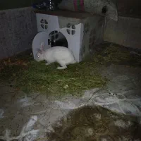 خرگوش|موش و خرگوش|همدان, |دیوار