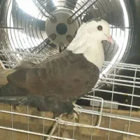 کبوتر|پرنده|باوی, |دیوار