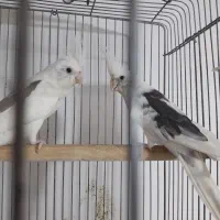 عروس هلندی آلبینو،آلبینو دوکت پروانه ای مولدباجوجه