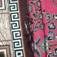 گلیم|گلیم، جاجیم، گبه|تربتحیدریه, کلاته توکلی|دیوار