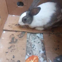 خرگوش|موش و خرگوش|اقبالیه, |دیوار