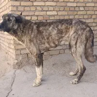 سگ خراسانی