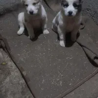 سگ آلابای جنس یکی نر ودیگری ماده