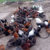 خروس و مرغ گلپایگان( تماس فقط با )