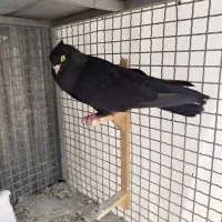 سه تا بهبهانی نر درجه 1