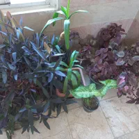 گل های آپارتمانی