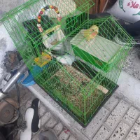 عروس هلندی و ۱ کوتوله|پرنده|گرگان, |دیوار