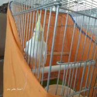 عروس هلندی لوتینیو سخن گو