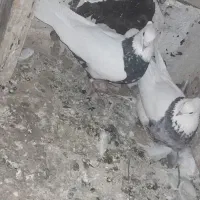 کبوتر طوقی ۷تا معاوضه با قناری ومرغ تخم کن