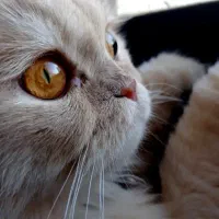 جفتگیری|گربه|بجنورد, |دیوار