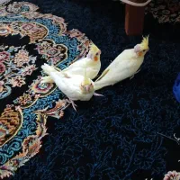 جوجه عروس هلندی سرلاکی دستی