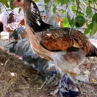 تخم نطفه دار و جوجه برهما اصل|حیوانات مزرعه|قائم‌شهر, |دیوار