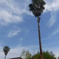 نگهداری باغچه ویلاوپوست کندن درخت نخل یا خرما