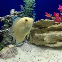 ماهی اکواریوم