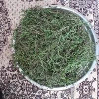 جاتنه تازه