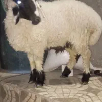 کابور بره نر وطنی زابل