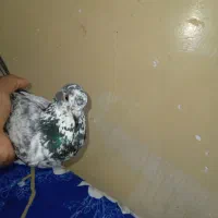 کفتر|پرنده|زابل, |دیوار
