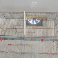 فروش تعدادی قفس هشت خان و جوجه پران