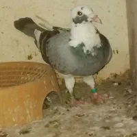 پلاکی|پرنده|شادگان, |دیوار