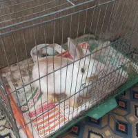 خرگوش|موش و خرگوش|رفسنجان, |دیوار