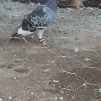 نر ابلق کاکولی