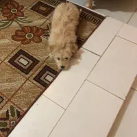 واگزاری سگ شیتزو|سگ|بابل, |دیوار