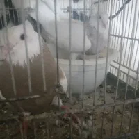 نروماده