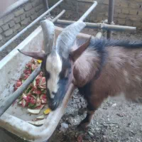 بره و کره نر