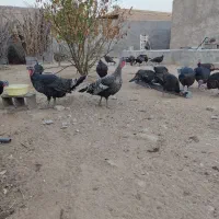 بوقلمون|حیوانات مزرعه|چغادک, |دیوار