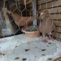 نرماده زرد ضمانت تخم جوجه